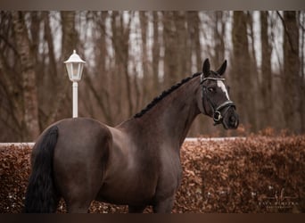 Westphalian, Mare, 16 years, 16,1 hh, Black