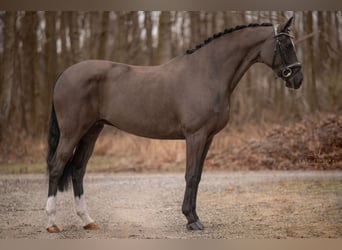 Westphalian, Mare, 16 years, 16,1 hh, Black