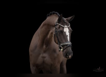 Westphalian, Mare, 16 years, 16,1 hh, Black