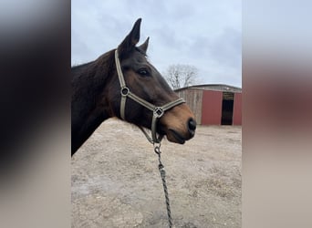 Westphalian, Mare, 16 years, 16.2 hh, Brown
