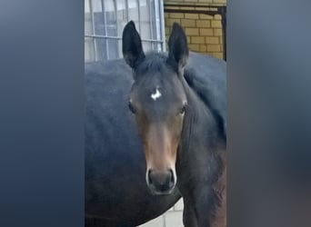 Westphalian, Mare, 16 years, 16,3 hh, Black