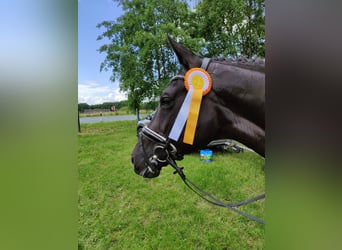 Westphalian, Mare, 16 years, 16,3 hh, Black