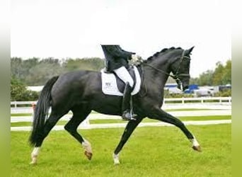 Westphalian, Mare, 16 years, 16,3 hh, Black