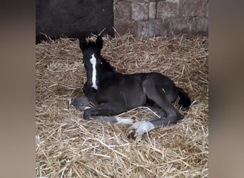 Westphalian, Mare, 16 years, 16,3 hh, Black