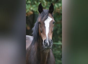 Westphalian, Mare, 16 years, 16 hh, Bay-Dark
