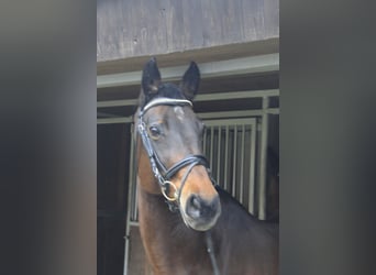 Westphalian, Mare, 16 years, 16 hh, Bay-Dark