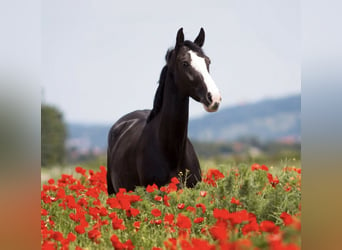 Westphalian, Mare, 16 years, 16 hh, Black