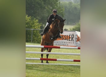Westphalian, Mare, 16 years, 16 hh, Brown