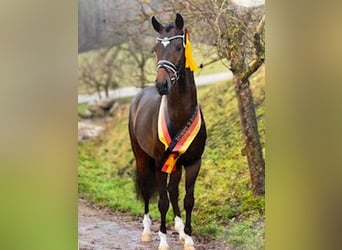 Westphalian, Mare, 16 years, 16 hh, Brown