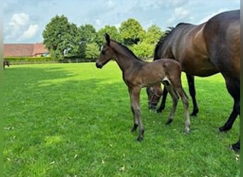Westphalian, Mare, 16 years, 16 hh, Brown