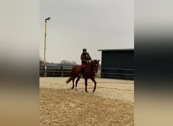 Westphalian, Mare, 16 years, 16 hh, Chestnut-Red