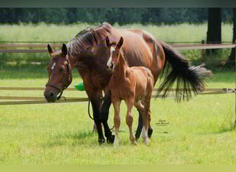 Westphalian, Mare, 16 years, 16,1 hh, Brown