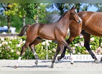 Westphalian, Mare, 16 years, 16,1 hh, Brown