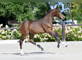 Westphalian, Mare, 16 years, 16,1 hh, Brown