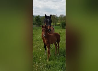 Westphalian, Mare, 16 years, 16,1 hh, Brown