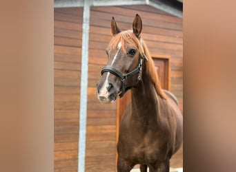 Westphalian, Mare, 16 years, 17.1 hh, Chestnut-Red