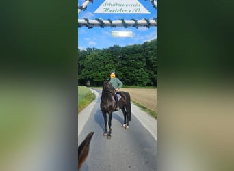 Westphalian, Mare, 16 years, 17 hh, Bay-Dark