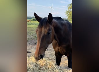 Westphalian, Mare, 17 years, 16,1 hh, Bay-Dark