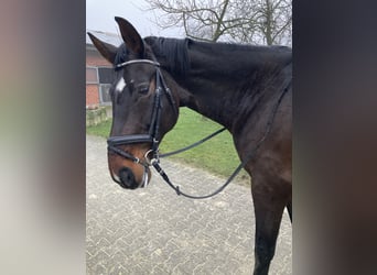 Westphalian, Mare, 17 years, 16,3 hh, Smoky-Black