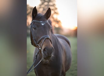 Westphalian, Mare, 17 years, 16 hh, Brown