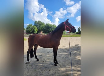 Westphalian, Mare, 17 years, 16 hh, Brown