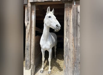Westphalian, Mare, 17 years, 16 hh, Grey