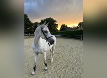 Westphalian, Mare, 17 years, 16 hh, Grey