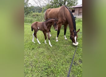 Westphalian, Mare, 17 years, 16,1 hh, Brown