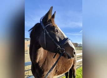 Westphalian, Mare, 17 years, 17 hh, Bay-Dark