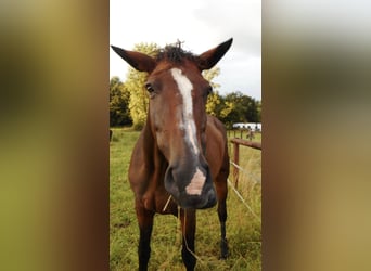 Westphalian, Mare, 17 years, 17 hh, Brown