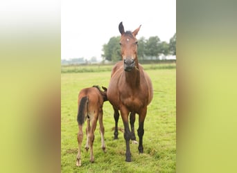 Westphalian, Mare, 17 years, Brown