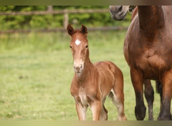 Westphalian, Mare, 17 years, Brown