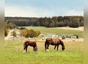 Westphalian, Mare, 17 years, Chestnut-Red