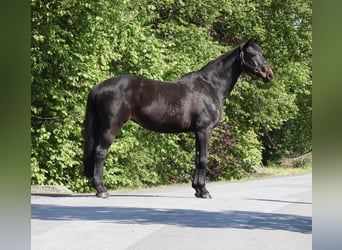 Westphalian, Mare, 18 years, 16.1 hh, Bay-Dark