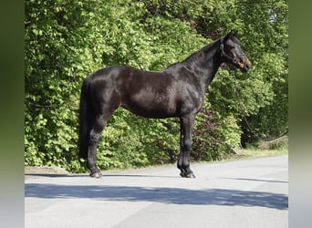 Westphalian, Mare, 18 years, 16.1 hh, Bay-Dark