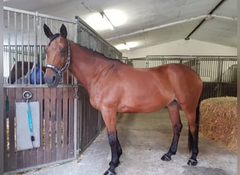 Westphalian, Mare, 18 years, 16.1 hh, Brown