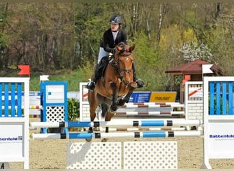 Westphalian, Mare, 18 years, 16,2 hh, Brown