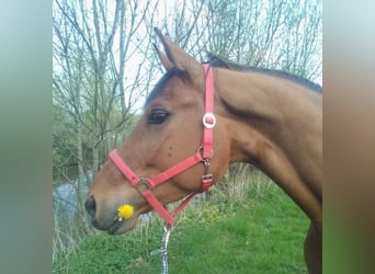 Westphalian, Mare, 18 years, 16,2 hh, Brown