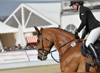 Westphalian, Mare, 18 years, 16,2 hh, Brown