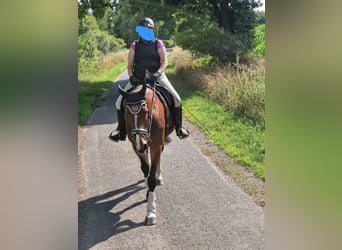 Westphalian, Mare, 18 years, 16.2 hh, Brown