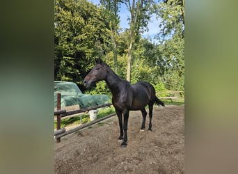 Westphalian, Mare, 18 years, 16,2 hh, Smoky-Black