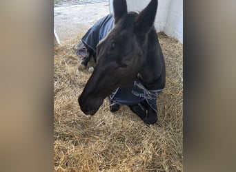 Westphalian, Mare, 18 years, 16 hh, Black