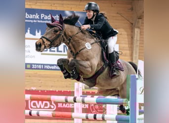 Westphalian, Mare, 18 years, 16 hh