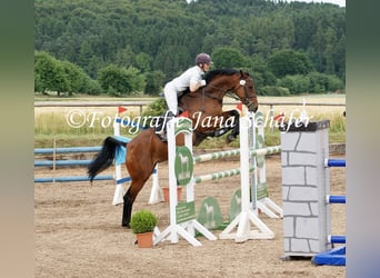 Westphalian, Mare, 18 years, 16 hh, Brown