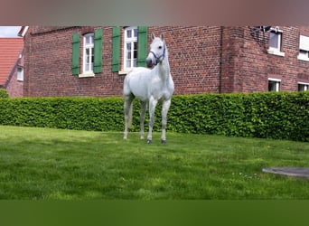 Westphalian, Mare, 18 years, 16 hh, Gray