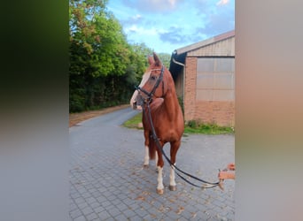 Westphalian, Mare, 18 years, 16,2 hh, Chestnut-Red
