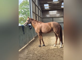 Westphalian, Mare, 18 years, 17 hh, Chestnut-Red