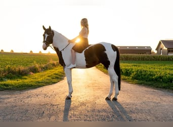 Westphalian, Mare, 18 years, 17 hh, Pinto