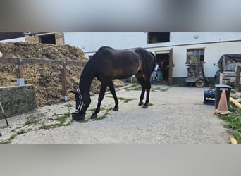Westphalian, Mare, 19 years, 15.1 hh, Bay-Dark