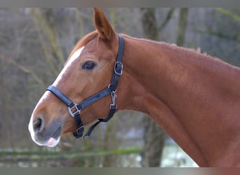 Westphalian, Mare, 19 years, 15,2 hh, Chestnut-Red